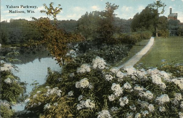 Elevated view  over flowering trees of the Yahara Parkway. The Yahara River is on the left and a path runs along it on the right. Caption reads: "Yahara Parkway, Madison, Wis."