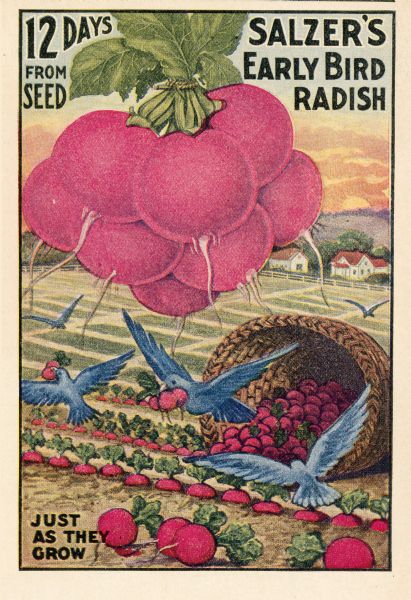An illustration in the John A. Salzer's Seed Company catalog advertising early bird radishes. The illustration features a basket spilling over with radishes, and blue birds flying away with them. In the background are fields and farm buildings.