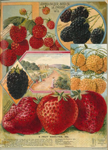 An illustration in the John A. Salzer's Seed Company catalog advertising varieties of berry seeds. The illustration features raspberries, blackberries, and strawberries, and includes an inset of women picking berries on a path leading to a large building in the background.