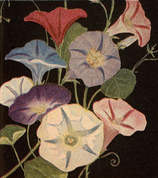 An illustration of morning glories from Vaughan's Gardening Illustrated seed catalog.