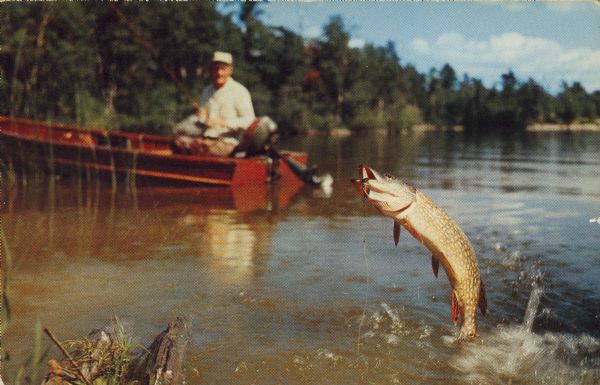 Photographic postcard view of a fish jumping out of the water to shake a lure in its mouth in the foreground, and a man sitting in a motorboat holding a fishing rod in the background. Caption on back reads: "A prize 'Northern' puts up a stirring fight to throw the hook."