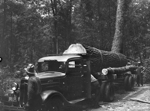 A large, white pine tree is loaded on the back of a truck, ready to be hauled from a Menominee Indian reservation to the Wisconsin State Fair.