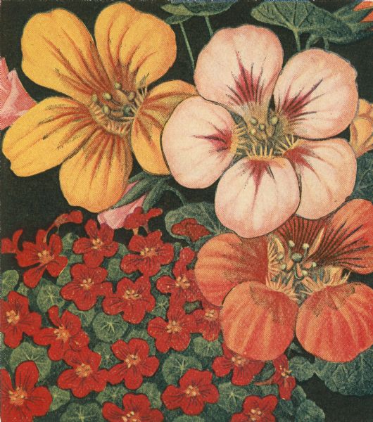 An illustration of nasturtiums from Vaughan's Gardening Illustrated seed catalog.
