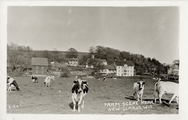 Several cows are grazing in a field. In the background are houses, barns, and other buildings. Image caption reads: "Farm Scene near New Glarus, Wis."