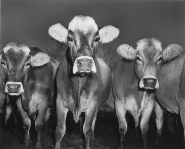 Close-up of three cows standing side by side.