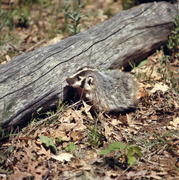 A badger cub is standing in the leaves and grass next to a log lying along the ground.