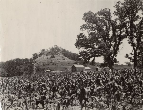 View across a cornfield towards a cabin and farm. A man is standing in the shade of a tree. A cone-shaped hill is in the background. Caption reads: "Pioneer log cabin of Solon R. Walbridge stood between the giant oaks. S.R.W. standing by tree. Town of Pulaski, Iowa County, Wis."