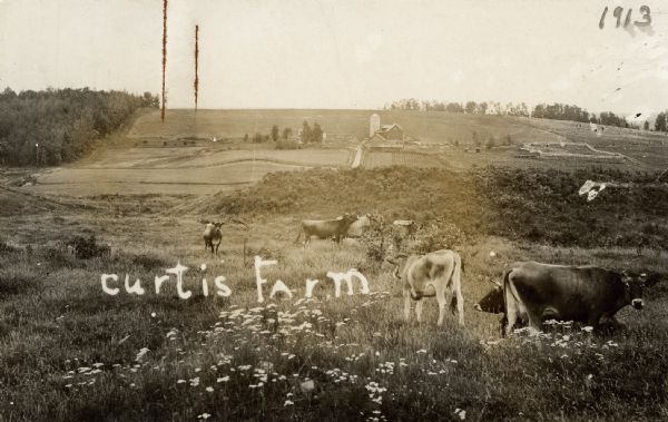 View uphill in a field with several cattle grazing. A farm is in the distance further up the hill. Caption on image reads: "Curtis Farm, 1913."