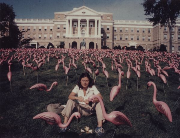 View uphill towards a woman sitting among a flock of pink flamingo lawn ornaments covering Bascom Hill. She is pretending to feed bread to two pink flamingos in front of her. Bascom Hall and the Abraham Lincoln statue are in the background.