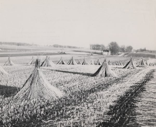 Cut hemp stalks gathered in shocks in a field.