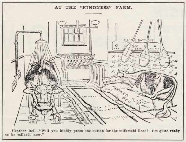 Carton mocking the need for sanitary conditions in dairy farming. The drawing shows one cow being given a shower while another lays on a feather bed and is cooled by a waving fan. The text reads: "Will you kindly press the button for the milkmaid, Rose? I'm quite ready to be milked now."