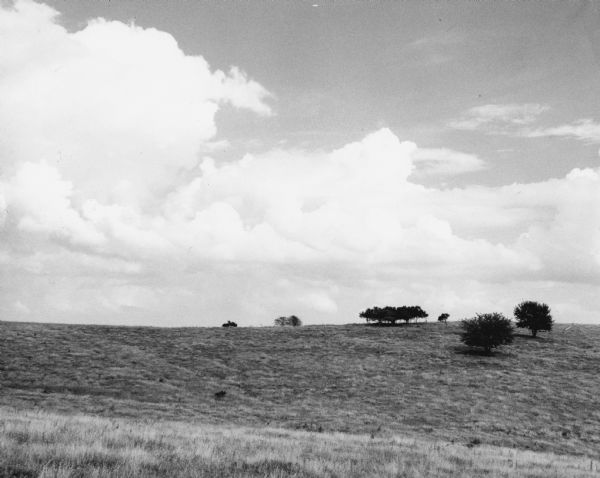 From caption: "Prairie two miles north of Montfort Wis on the Iowa-Grant County line trunk highway I view to the east from the road. Photo by Robert Hall 1955 June 30."