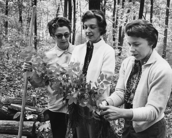 Three women are standing in a forest. One woman is holding the handle of a tool, and the other two are holding seedlings. Caption reads: "Green thumbs were put to work recently when members of the Children's Outing association spent a day at Camp Sidney Cohen preparing for the approaching camping season. About 50 white ash seedlings were planted by the volunteer conservationists who included (from left) Mrs. Joseph E. [Beatrice] Rapkin, 9410 N. Lake Dr., Bayside; Mrs. Leonard L. [Evelyn] Oster, 2615 E. Newton Av., Shorewood, and Mrs. Julian S. [Mary Ann] Hytken, 8121 N. Santa Monica Blvd., Fox Point.