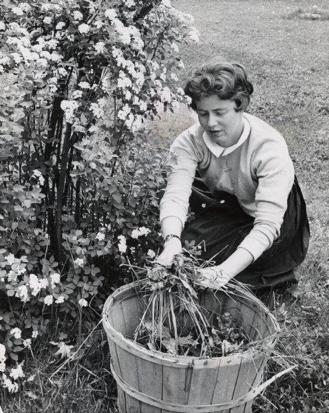 View of a woman crouching down and pulling weeds from a flower bed and putting them into a bushel basket. Caption reads: "Policing the grounds was the assignment of Mrs. Arthur P. [Gail] Meissner, 4718 N. Woodburn St., Whitefish Bay."