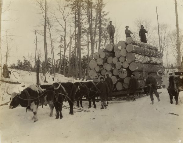 Seven men are posing on or near a haul of logs loaded onto a sled. Some of the men are holding cant hooks. A team of oxen are yoked to the sled.
