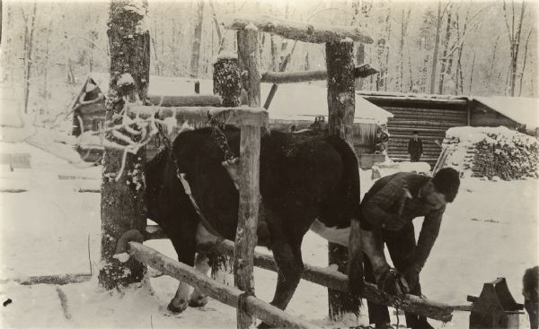 View of a man shoeing an ox, which is standing in a sling in a fenced enclosure. In the background, a man is standing near a building and is wearing a suit and hat. Snow is on the ground and covering the tree branches.