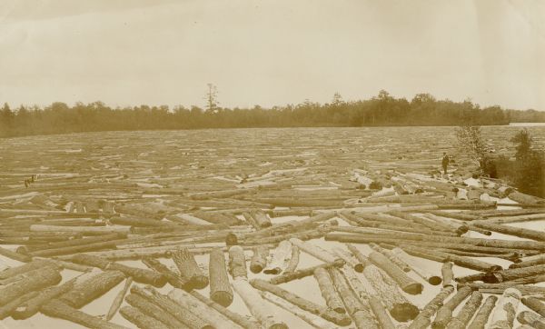 View of a lake with logs nearly covering the surface. A man is standing on a log near the shoreline.