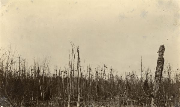 View of several bare trees, some of which have nests in them.