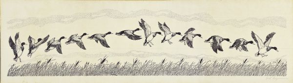 A long, narrow pen-and-ink image with a series of ducks in progressive order as they take off and land over a marsh.