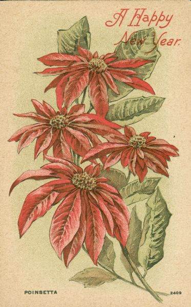 Holiday postcard with a an illustration of a branch of Poinsettia. In the upper right corner in red ink, "A Happy New Year."