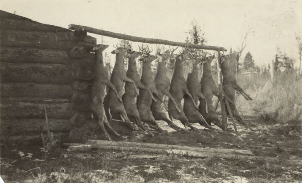 Nine killed deer are hanging from a buck pole, which is propped on one side of a log building. Caption reads: "12 hunters, 9 bucks. Old Camp #2, Winter, Wis. 1915. Picture taken by Mr. W. Bartlett."