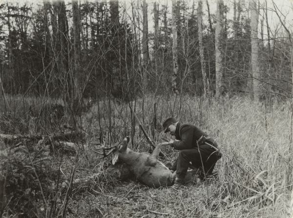 A man is crouching next to a killed deer in a forest clearing. His rifle is leaning against a log. The man is lifting one of the deer's legs with one hand while reaching into the deer with the other. He is also holding a knife. Caption reads: "Deer Hunting near Donald, Wisconsin. 1904. Taylor County, Wis."