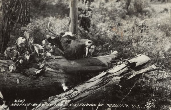 A whiffle-buck, a fictional creature made by combining antlers, fangs, and a head. It is posed as if it were peeking out from behind a felled tree. Caption reads: "Whiffle-Buck in the Northwoods of Boulder Jct., Wis."