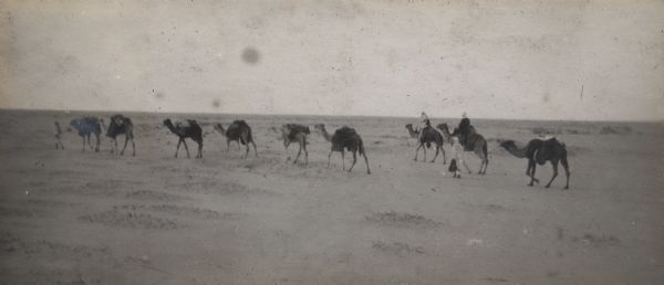 Sahara expedition team, including Alonzo Pond and Count Byron de Prorok, riding a caravan of camels through the desert. Caption reads: "293 The Expedition in full desert."
