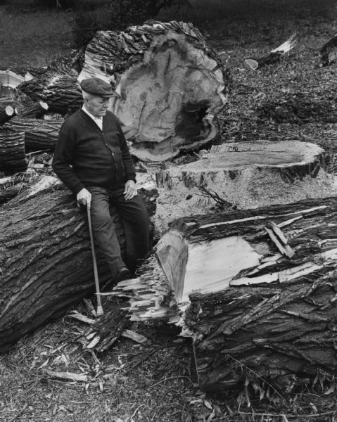 A man holding a cane is sitting on a felled tree near the stump. Caption reads: "A huge willow tree is among the trees that have been cut down to make way for the new veterans administration hospital planned for construction at Wood. Joseph L. Julius, 76, formerly of Leavenworth, Kans., who lives at the veterans' facility, rested beside the logs sawed from the old tree."