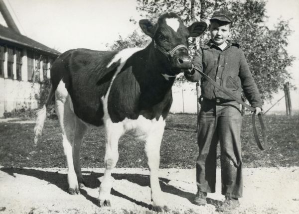 A summer of preparing heifer for showing at the Walworth County Fair.  Taken by Richard Quinney's mother (Alice Quinney) at the farm, 1943.  