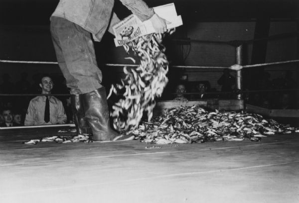 A man, wearing galoshes, is standing in a sports ring and dumping fish out of a box labeled Lester Fisher Fisheries. People are in the background behind the ring, including one man who is standing and smiling. Caption reads: "Dumping smelt into the ring for the wrestling match. Smelt Carnival."