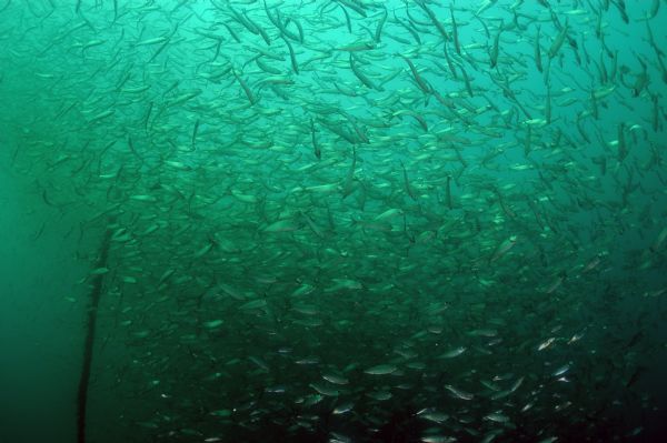 A large school of alewives swimming near the wreckage of a ship in Lake Michigan.