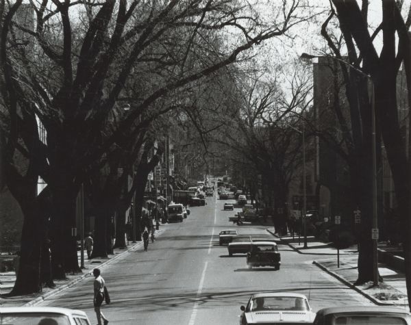 View down center of tree-lined State Street towards Lake Street, with automobile traffic moving up and down the street. On the left behind a row of trees is Memorial Library. Brown's Book Shop is on the right at the corner of State Street and N. Lake Street. The Wisconsin State Capitol is in the distance behind tree branches.
