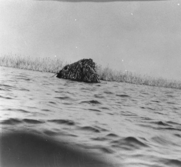 Slightly angled view of a stick-based muskrat structure on water.