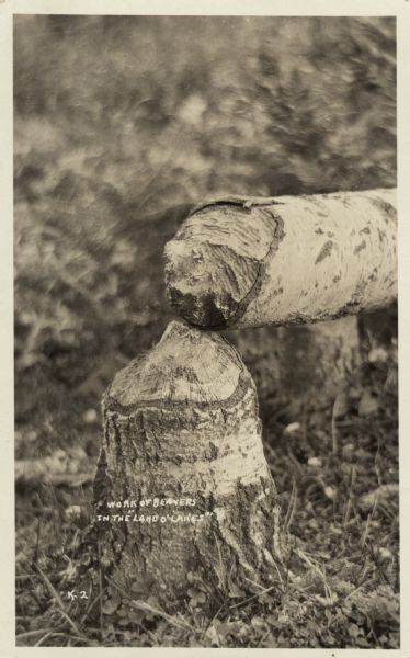 Close-up of a tree trunk that has been chewed through. Caption reads: "Work of Beavers in the 'Land O'Lakes.'"