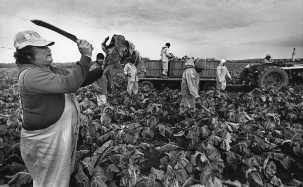 A man in the foreground is holding up a cauliflower in one hand and holding a machete in the other. In the background six other people are working in a cabbage patch, and one is driving a tractor which is pulling a flatbed covered in buckets of cabbages. Caption reads: "Louis Felix harvests a head of cauliflower at the Harold Hahm Farm Thursday on County Line Rd. in Mequon."
