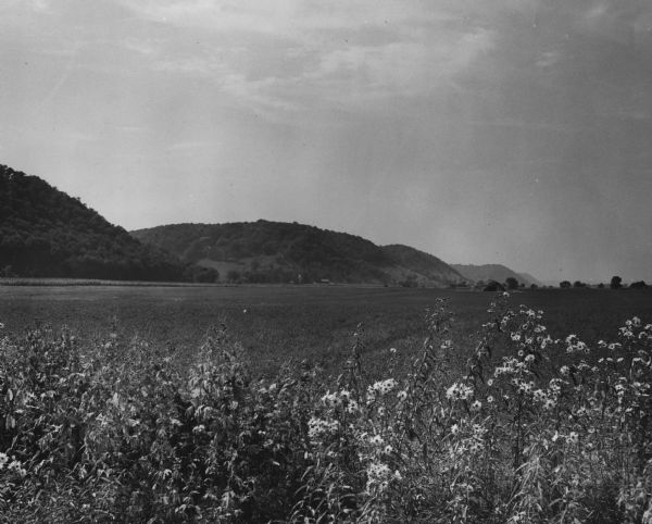 View across a prairie toward wooded hills. Caption reads: "Wisconsin River Valley. Bluffs as seen from Highway 80 west of Avoca, Wis."