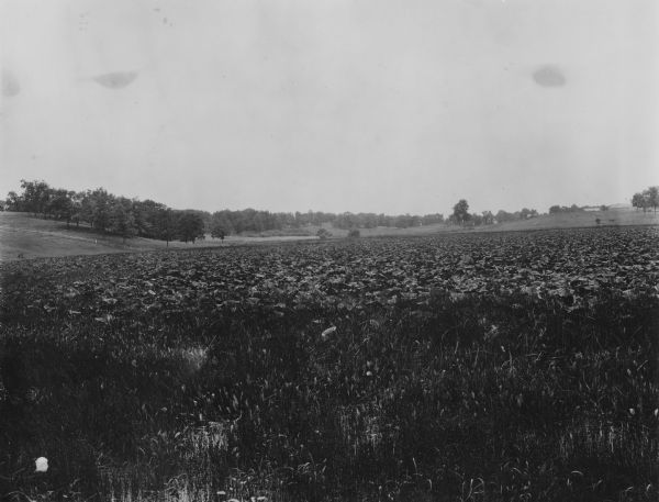 View of a field of plants, including many lotus plants. Buildings are on a low hill in the background on the right.