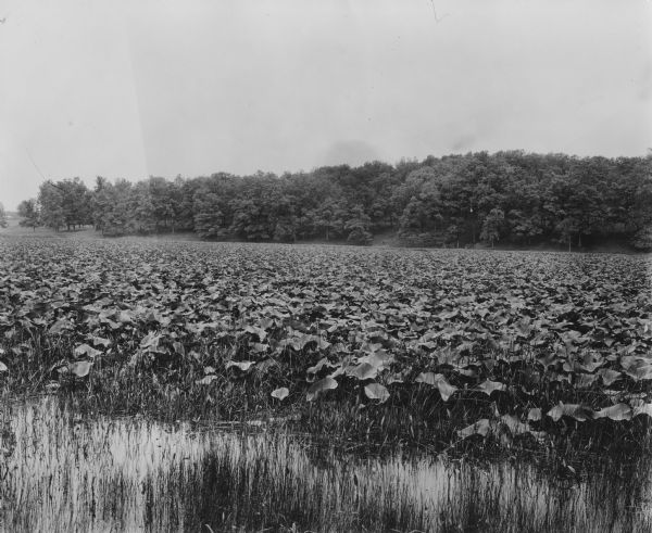 View of marshland with numerous lotus plants. A forest is in the distance.