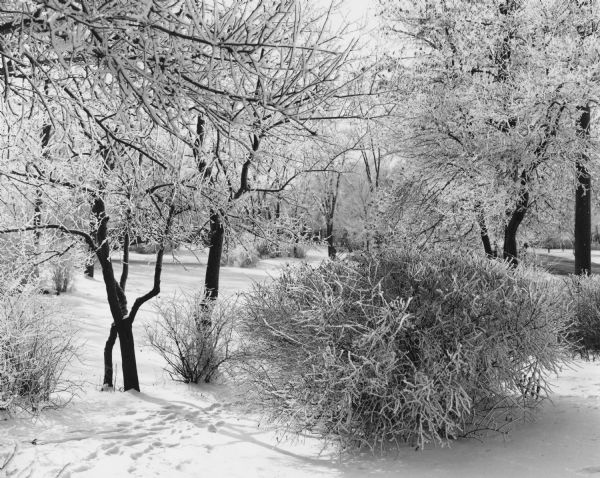 View of a forest clearing, with snow covering the ground and branches of trees and shrubs. Footprints or animal tracks are in the snow.