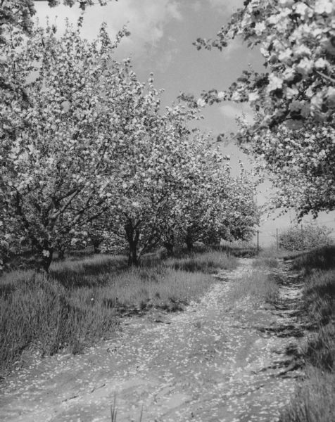 View of several blossoming trees, along a worn path. Telephone lines are in the background.