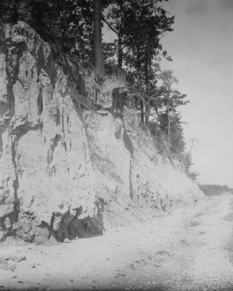 View of a sand cliff and beach. Trees are growing at the top of the cliff, with exposed roots from erosion.