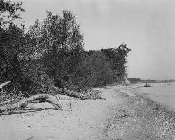 View along a beach. Trees and brush are along the beach on the left.