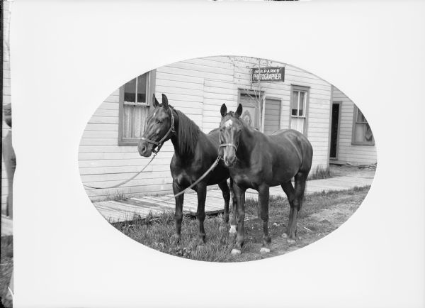 Oval-framed view of a team of horses standing in the grass in front of a building with a board sidewalk in front. A sign above the door of the building reads: "W.R. Parks, Photographer." On the far left a man (obscured by the paper matte) is standing and holding the leads to the horses' bridles. A small tree is directly behind the horses. Caption with negative: "C.W.’s team of horses, in front of W.R. Parks photo studio."