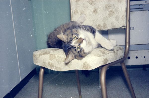 A cat is lounging on a chair indoors.