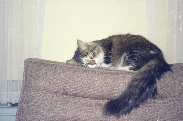 A cat is lying on the back of a sofa.