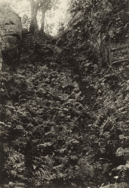 View looking up, with many ferns growing along a rock formation. Caption reads: "A Fern Dell. At the back of 'Blue Mound' Near Kilbourn, Wis. Photograph by H. de Joannis, Chicago."