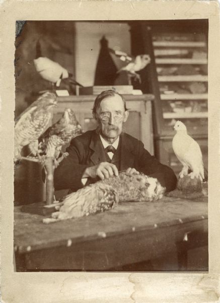 Thure Kumlien at his work table in the Milwaukee Public Museum. Kumlien is surrounded by taxidermied birds and is at work stuffing another.