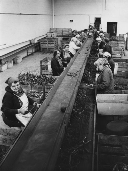 Elevated view of women sitting along both sides of a trough, with containers of roots next to them. Caption reads: "The horseradish crop moved along a processing line in the warehouse."