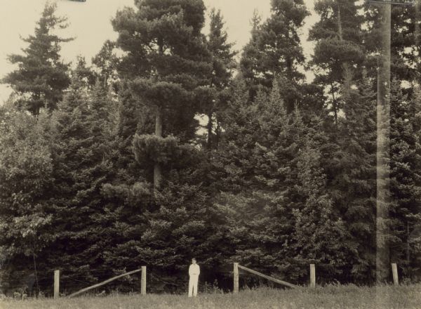 Person standing outdoors near a fence in front of trees. Caption on back reads: "Showing growth quite a few years later." The photographs are attached to a letter from F.B. Trenk, Extension Forester. Letterhead reads: "Co-operative Extension Work in Agriculture and Home Economics, State of Wisconsin.
